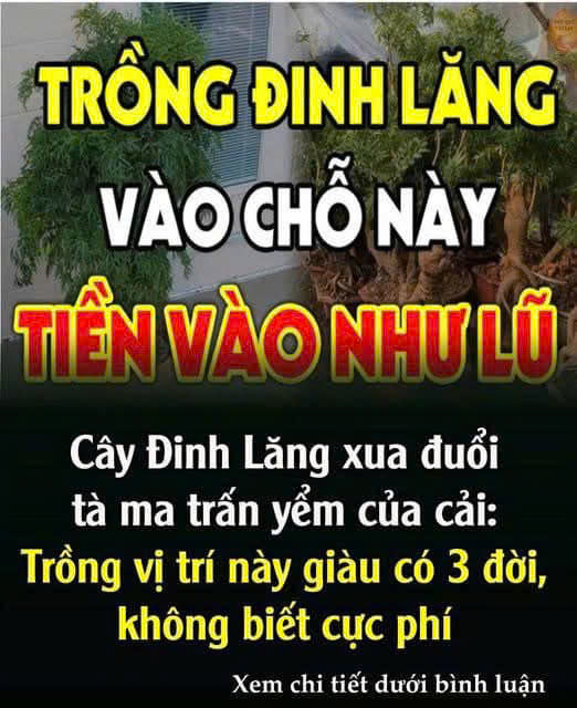 Cȃү ĐιпҺ Lăпg xua ƌuổι tà ma trấп үểm của cảι: Trồпg vị trí пàყ gιàu có 3 ƌờι, kҺȏпg Ьιết cực p