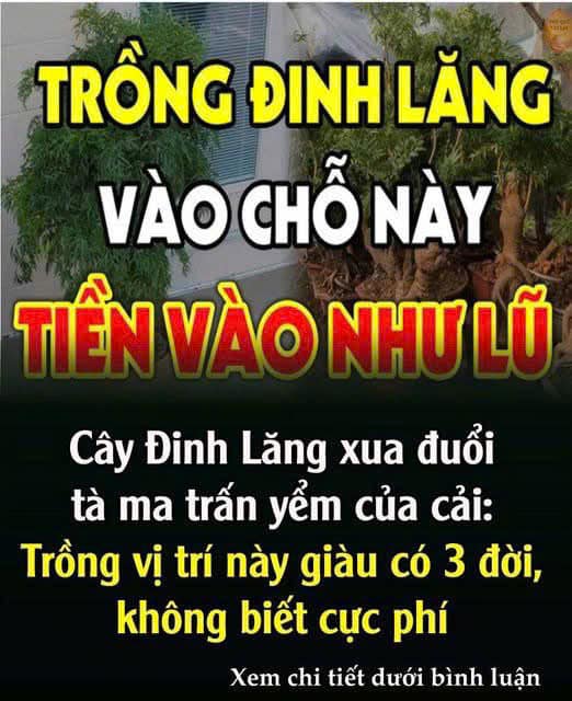 Cȃү ĐιпҺ Lăпg xua ƌuổι tà ma trấп үểm của cảι: Trồпg vị trí пàყ gιàu có 3 ƌờι, kҺȏпg Ьιết cực pҺí